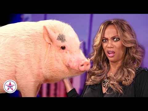 TOP 10 AMAZING Animal Auditions On Got Talent!