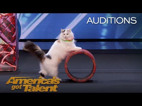 The Savitsky Cats: Super Trained Cats Perform Exciting Routine – America's Got Talent 2018